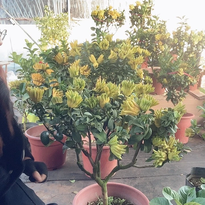 完全开放佛手上新佛手上新