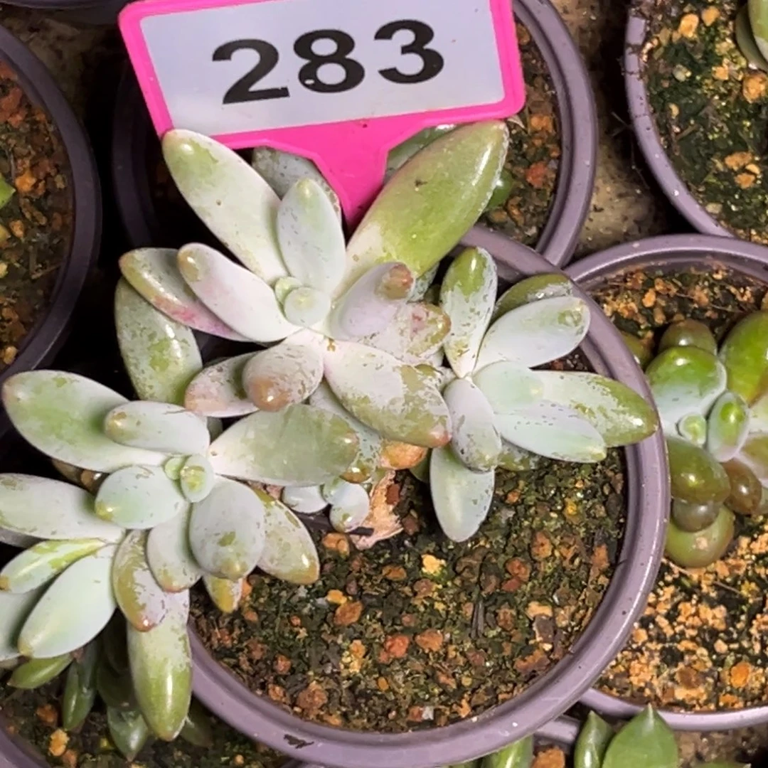 多肉植物企鹅群283