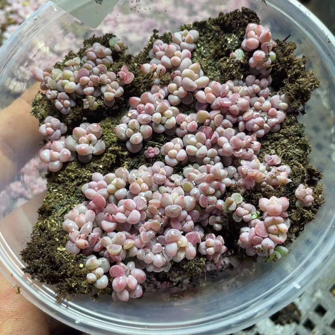 樱花奶量拍一份一盒014