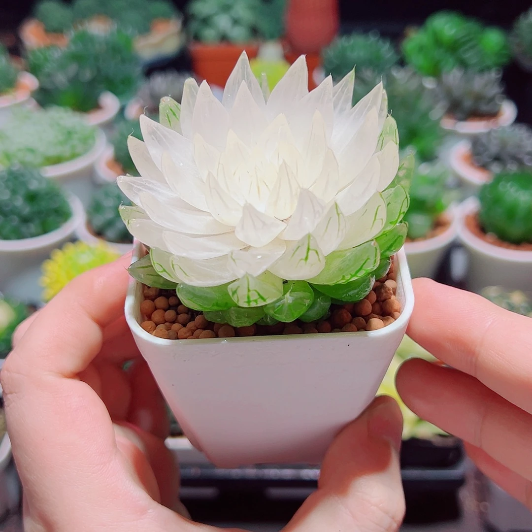 白莲花小白盆多肉多肉多肉
