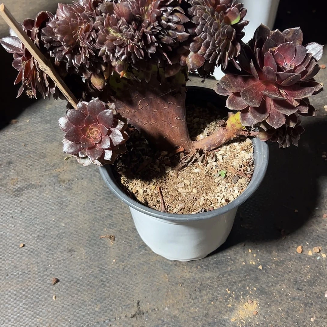 黑寡妇缀化老桩厚板朵缀