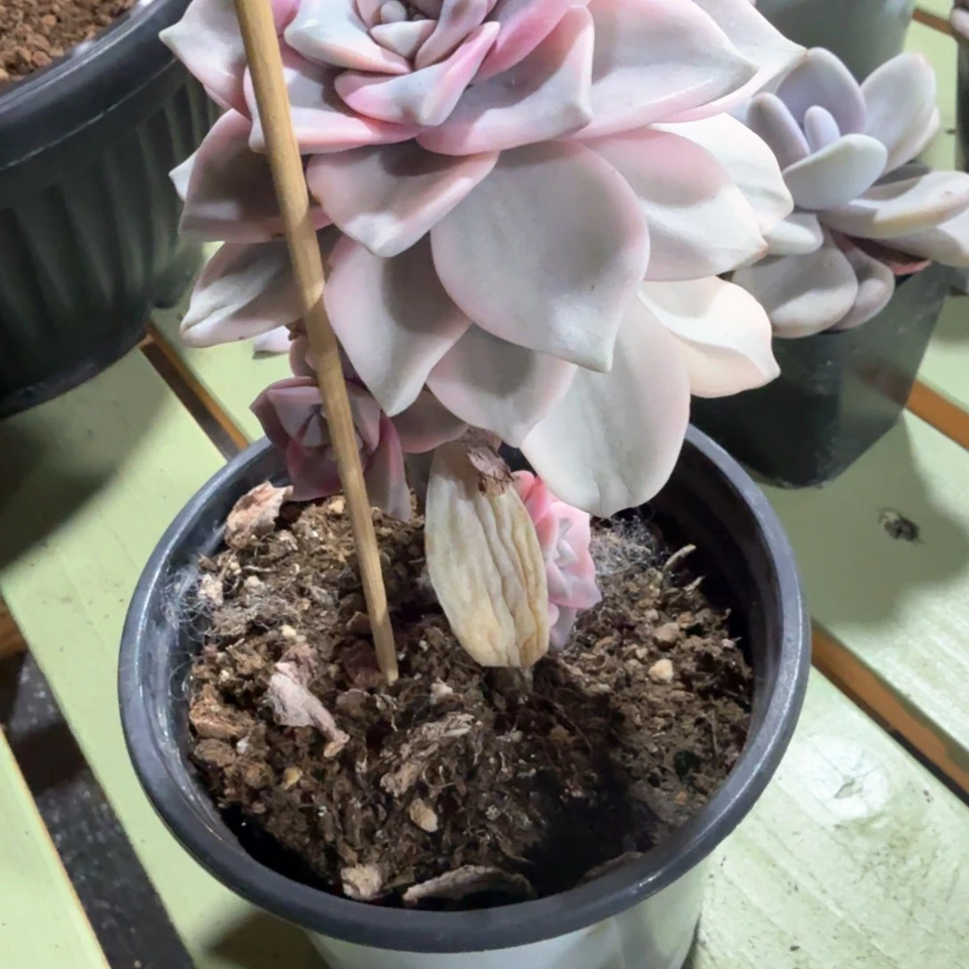 柯*呀紫乐锦  锦上园艺一物一拍