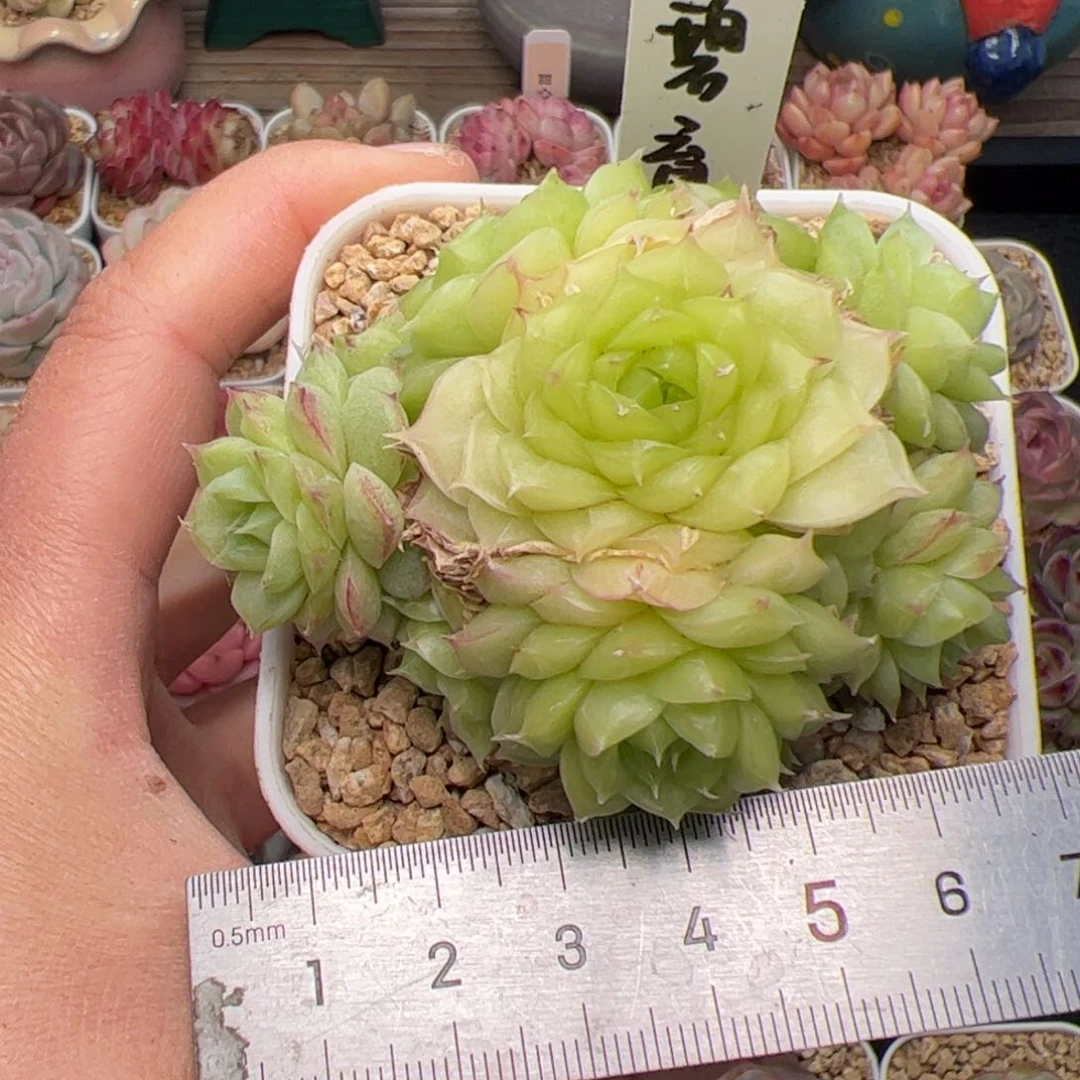 青**一327 多肉植物组合盆栽