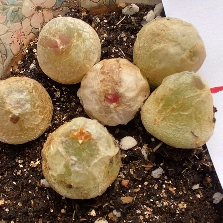 239母本大灯泡30颗