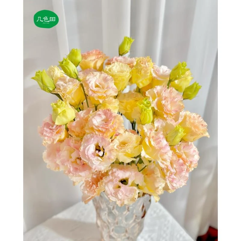 鲑鱼粉洋桔梗800g----云南直发鲜花云南花插花鲜花