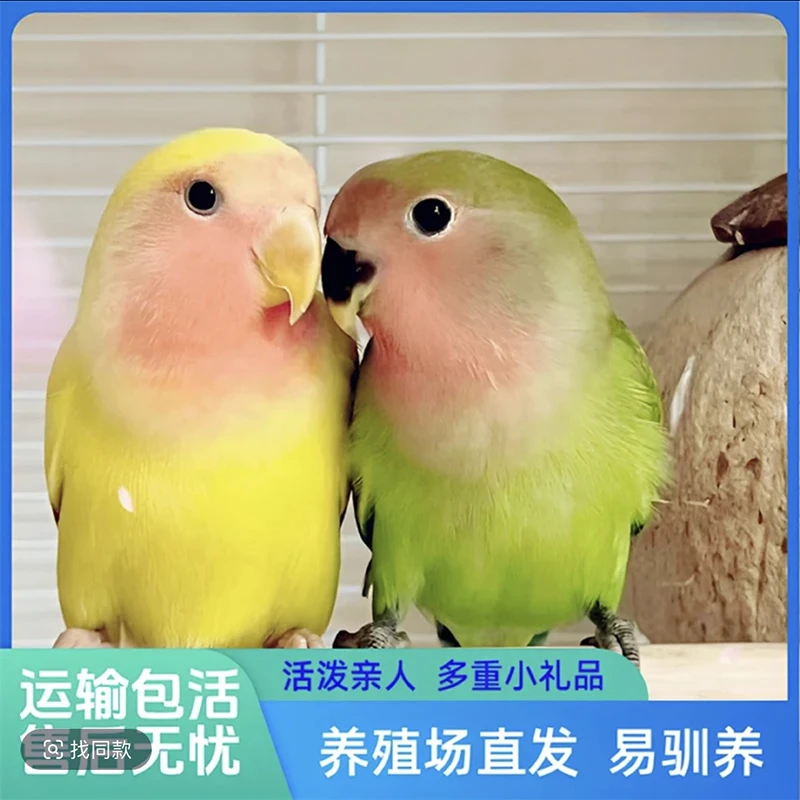 梦泡牡丹鹦鹉活体鸟宠物观赏牡丹鹦鹉黄桃绿桃活鸟手玩好养活小鸟