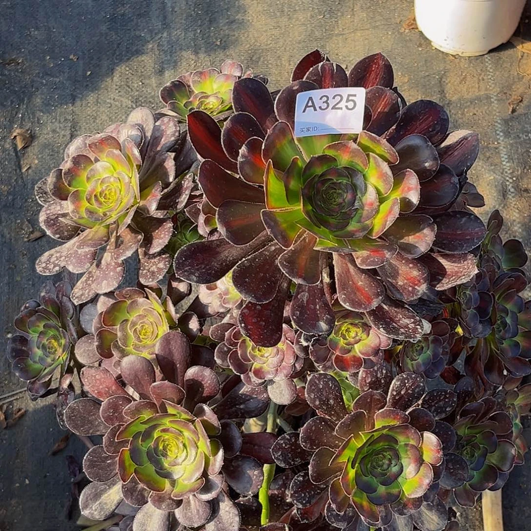 花胡蝶多肉植物325