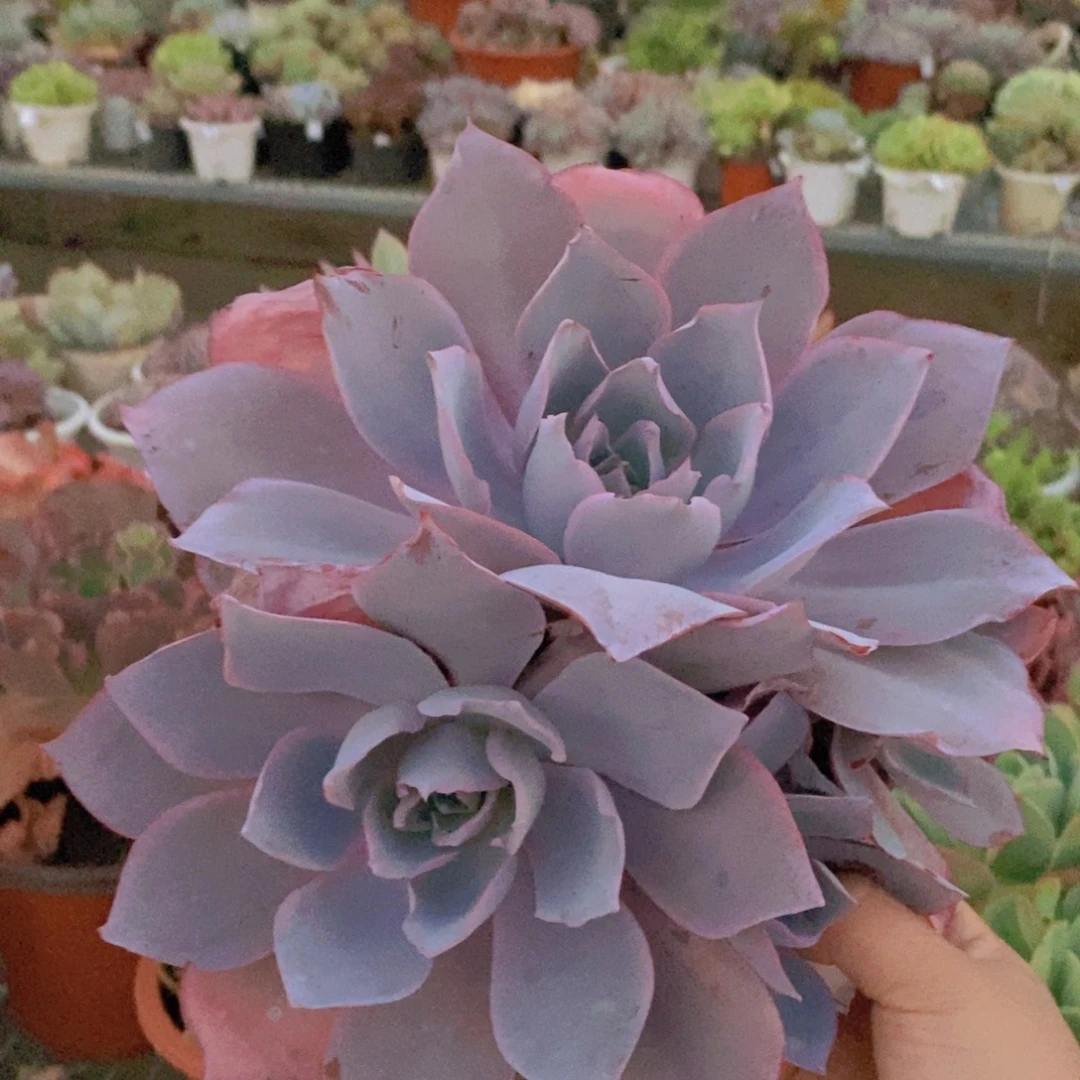 碎***安657晚霞仙子一物一拍