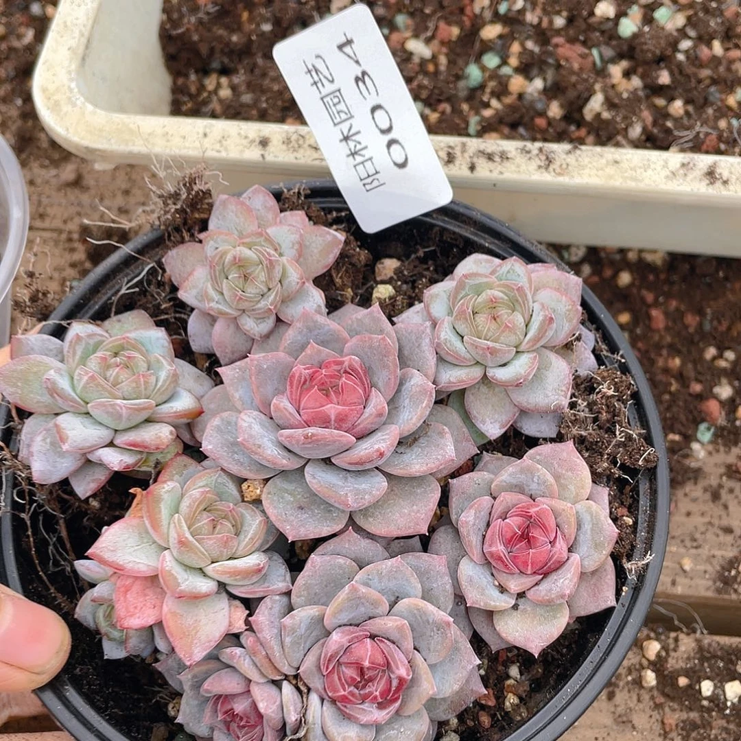 多肉植物多肉植物34