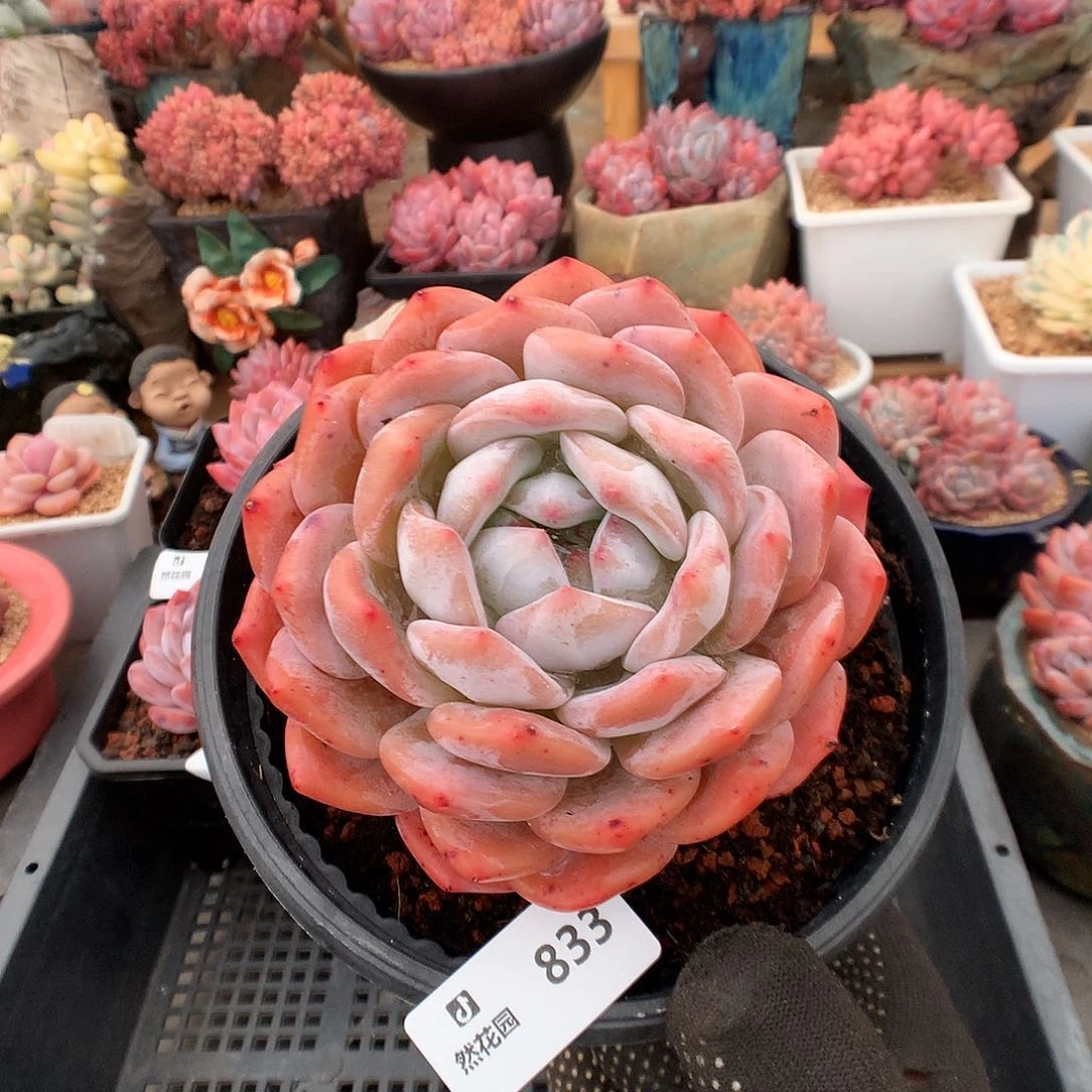 833梦露多肉植物6636