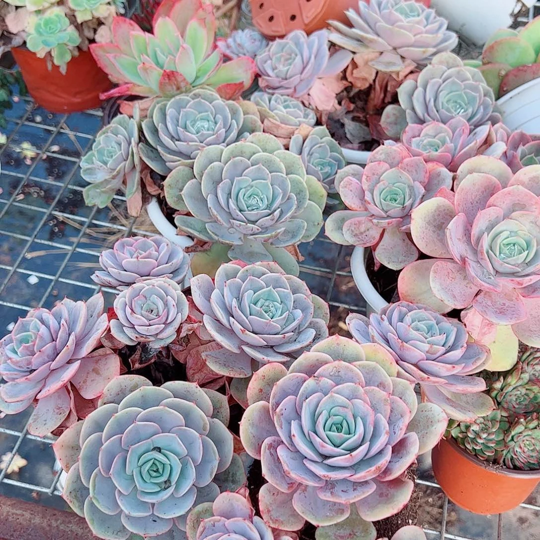 蓝色苍鹭多头大盆群老桩特价