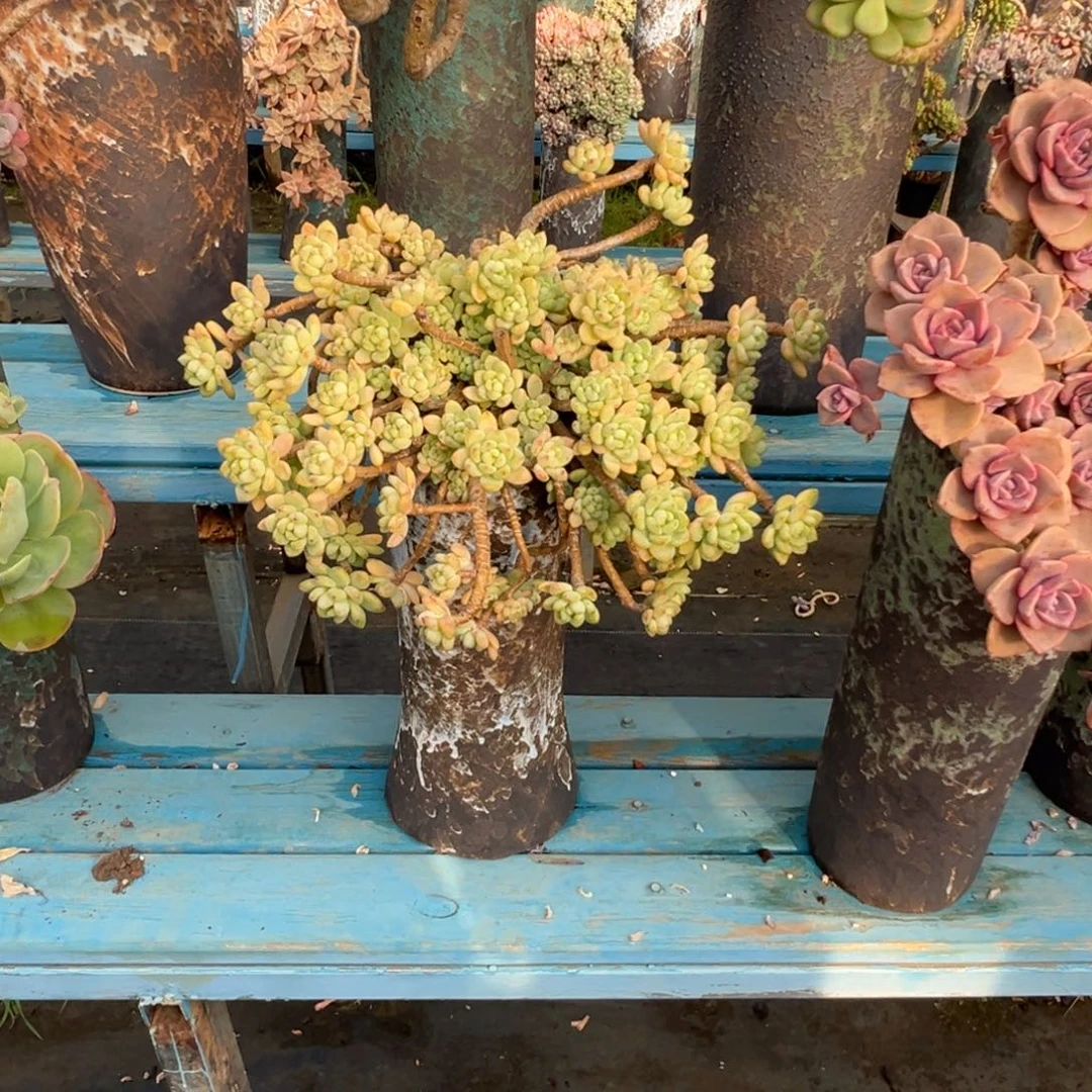 精品凝脂莲妖桩 裸肉