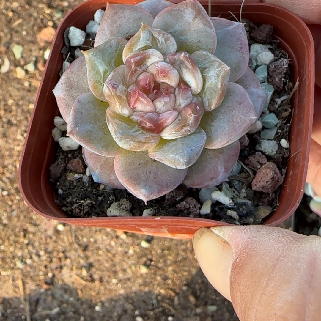 小卡拉米糖心一物一拍