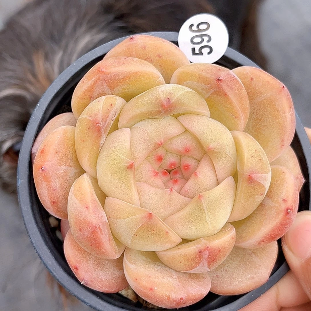 596 包富贵的 满18包邮