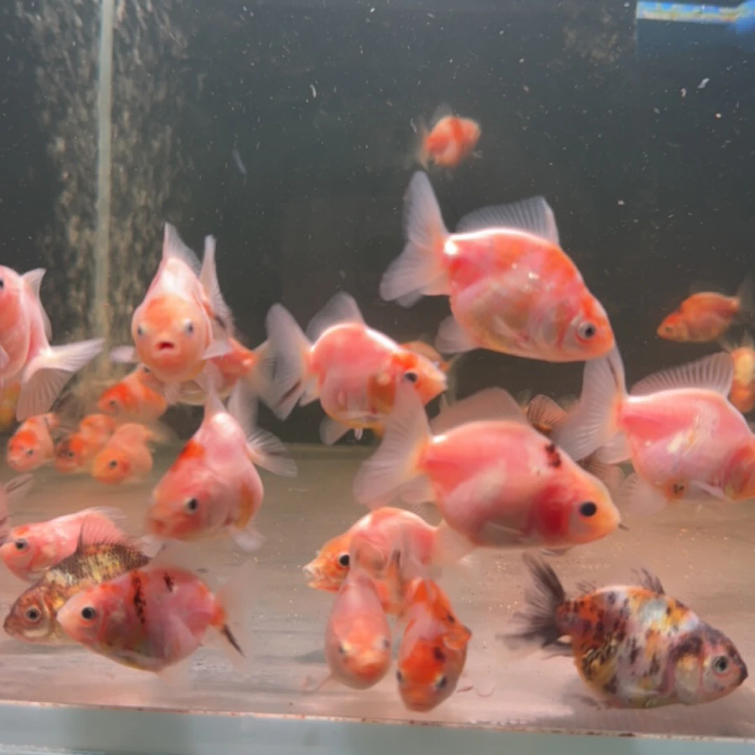 观赏鱼金鱼苗耐活好养淡水鱼宠物鱼短尾泰nk虎苗