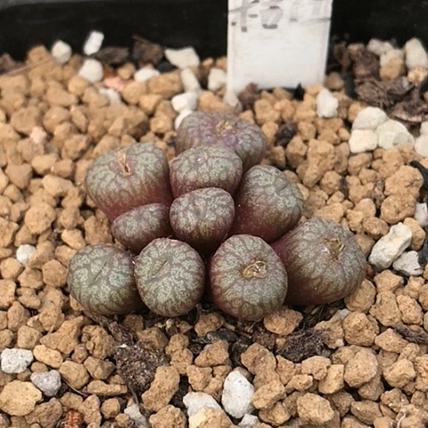 多肉肉锥 Y640流水铜壶