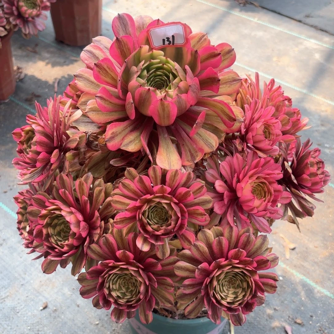 无花朵相***咒131粉肌多肉植物