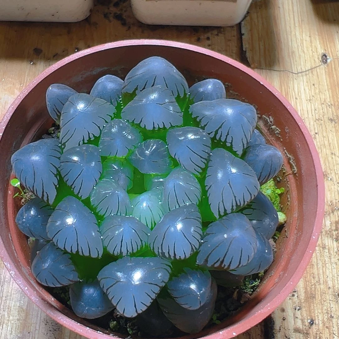 孔明灯玉露多肉多肉多肉1