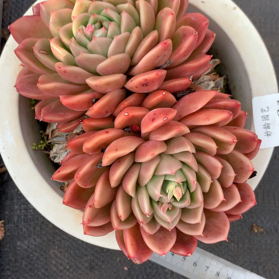 8861杂交多肉老桩