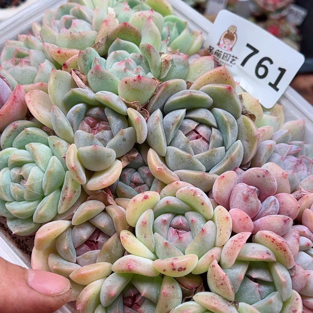 多肉植物多肉植物