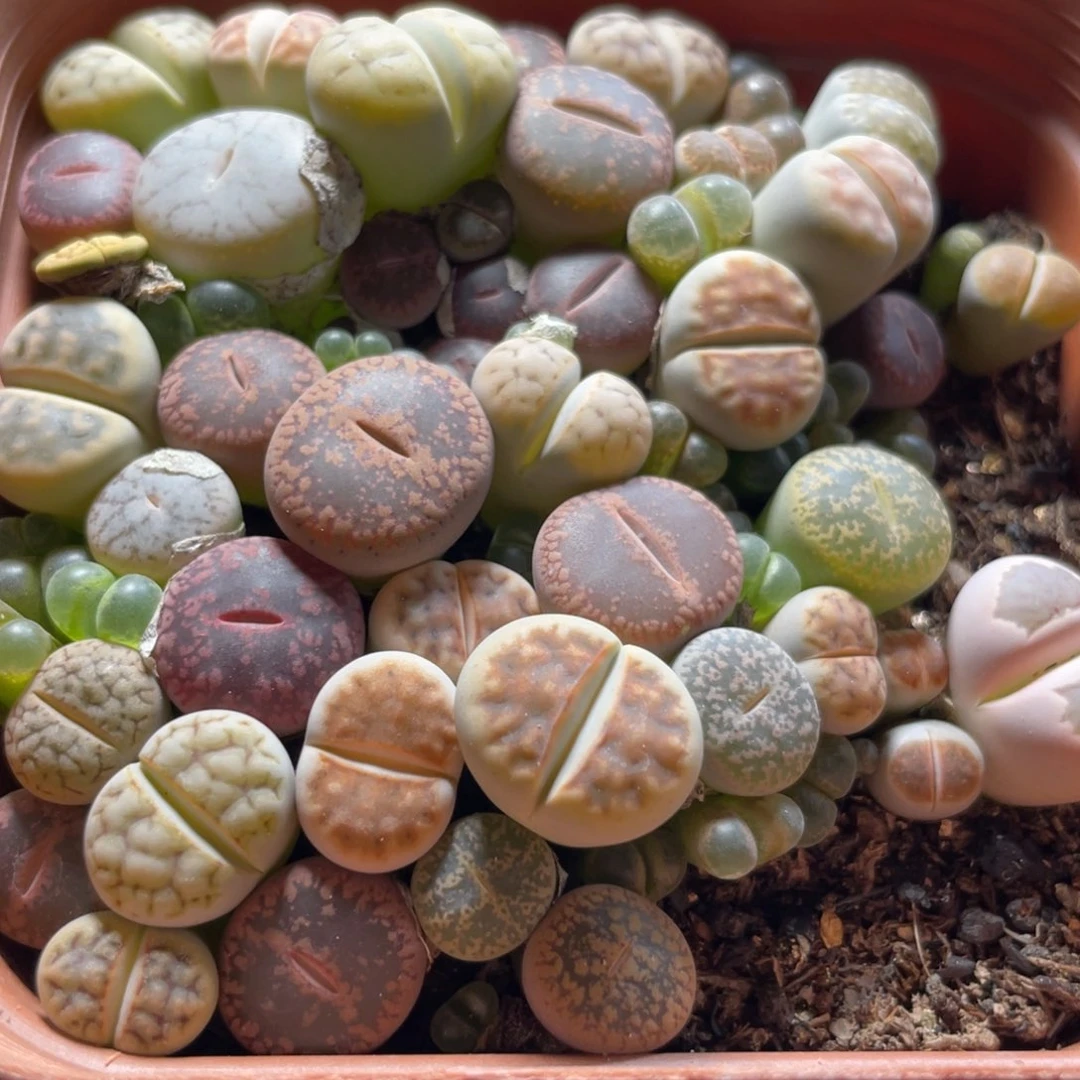 今晚大盆特价更新～26