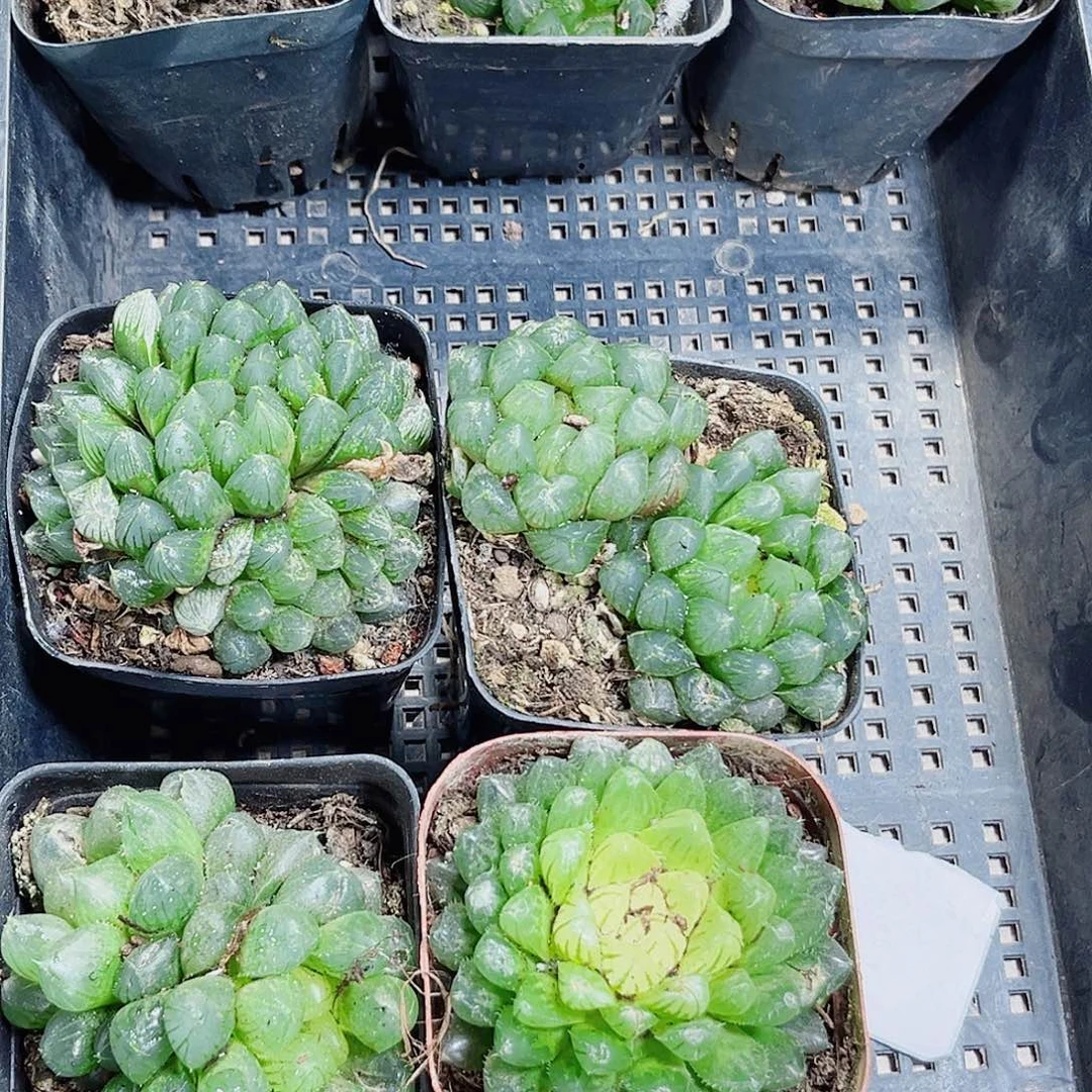 特价多肉不包售后多肉植物6666