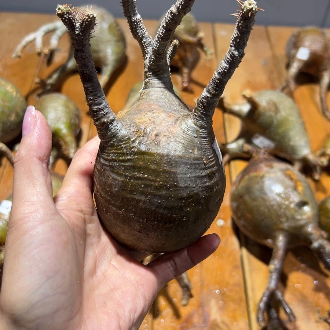 文***象牙宫一物一拍文文
