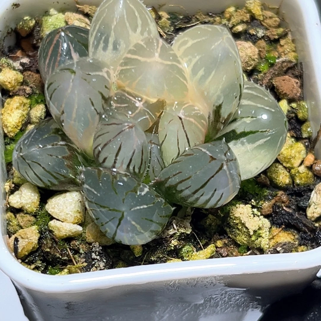 恭喜发财大吉大利1091