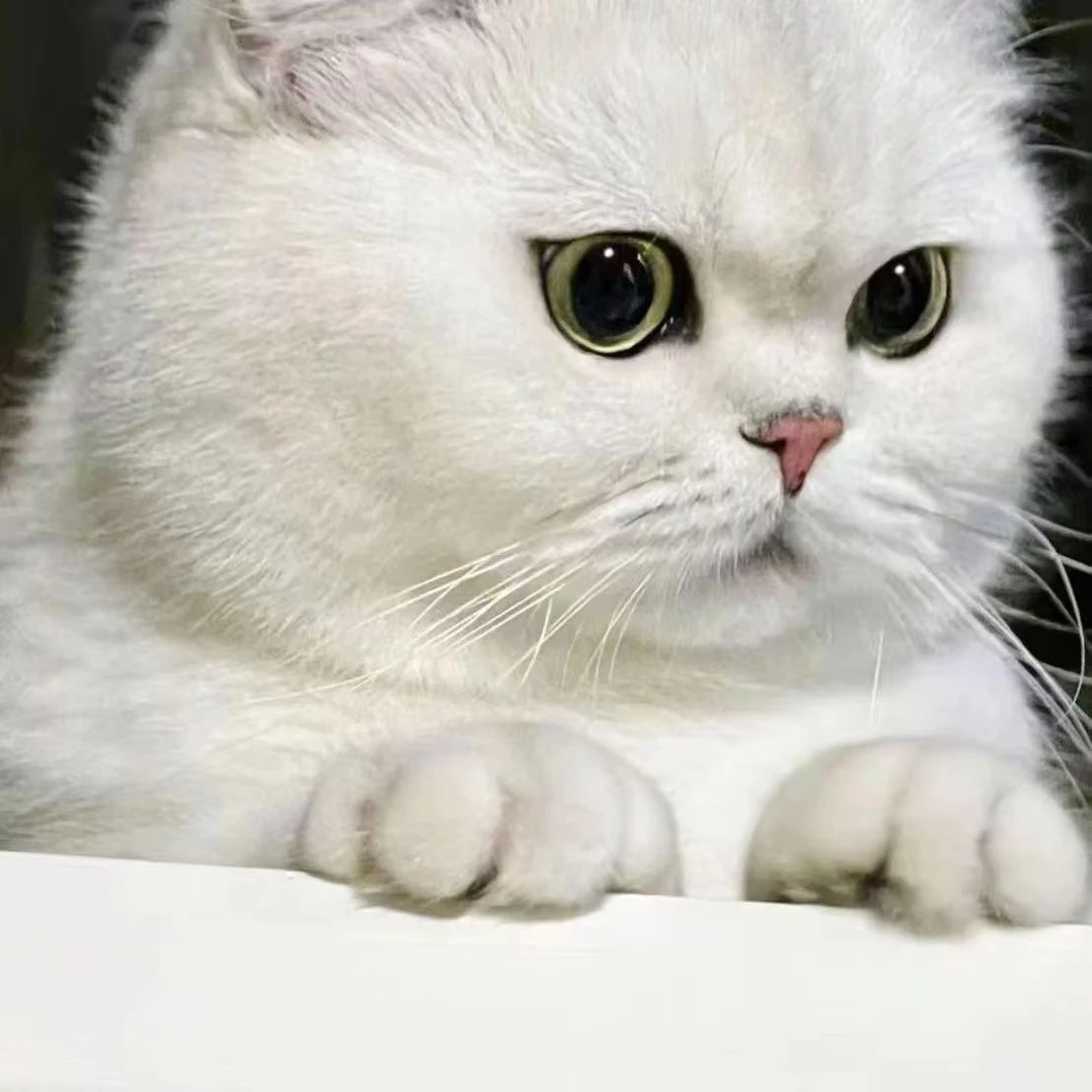 派大星生骨肉冻干主食集合链接