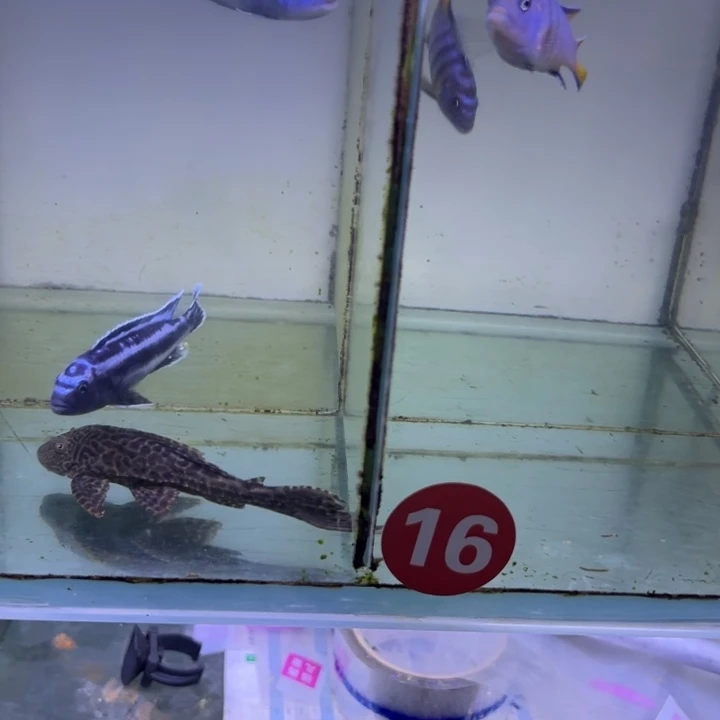 慈鲷鱼三湖慈鲷，热带淡水鱼