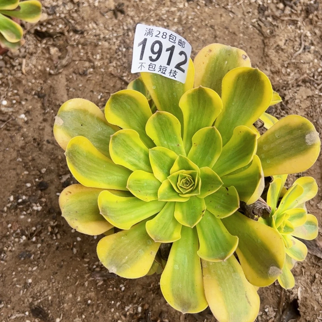 香炉盘黄锦多肉植物法师1912