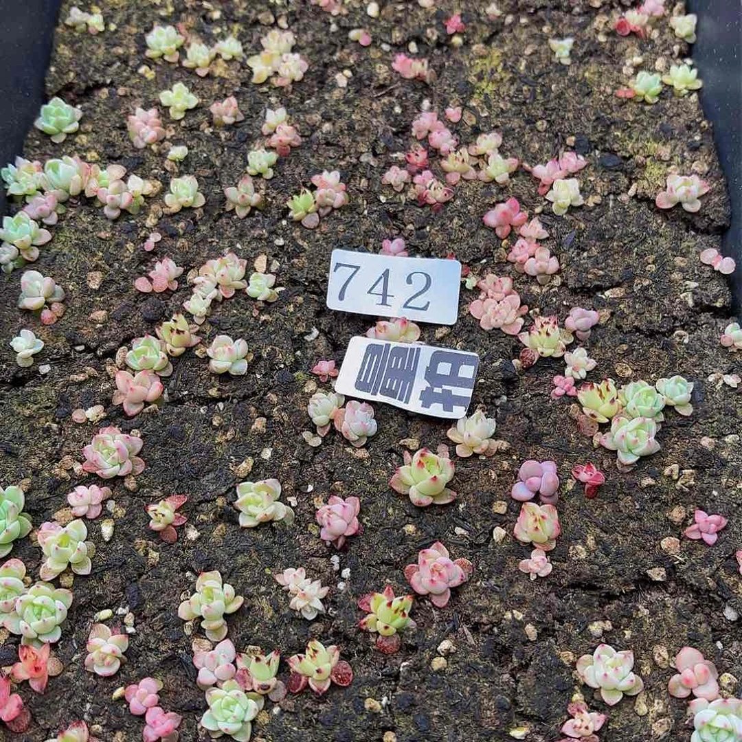 多肉植物多肉植物742量拍