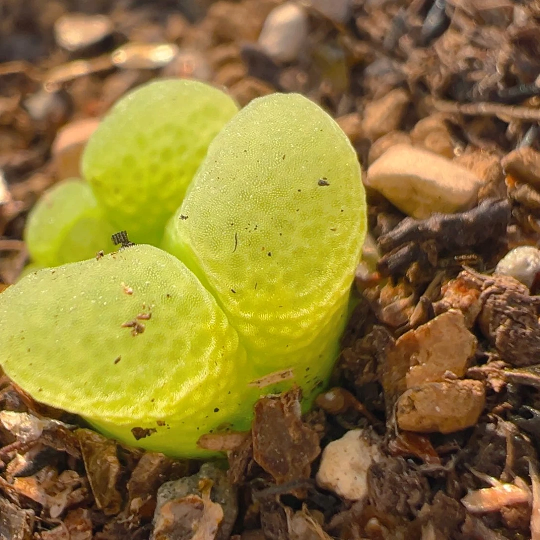 恶****使100多肉植物百科知识