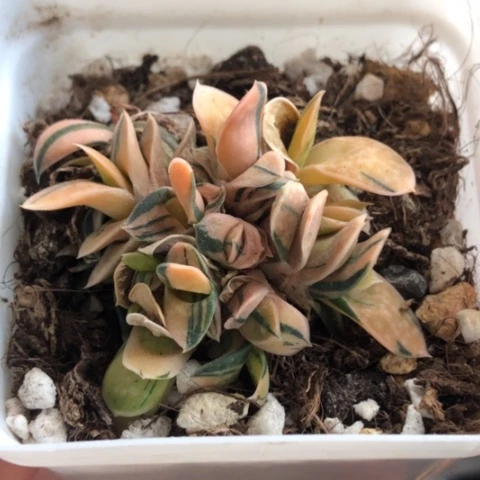日系子宝锦群带盆发货