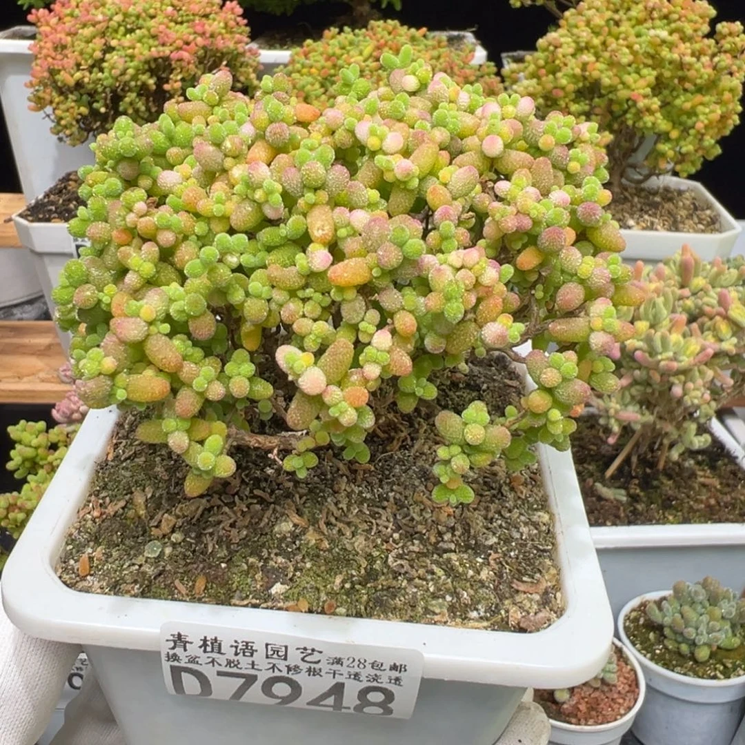 D7948金桔老桩一物一拍