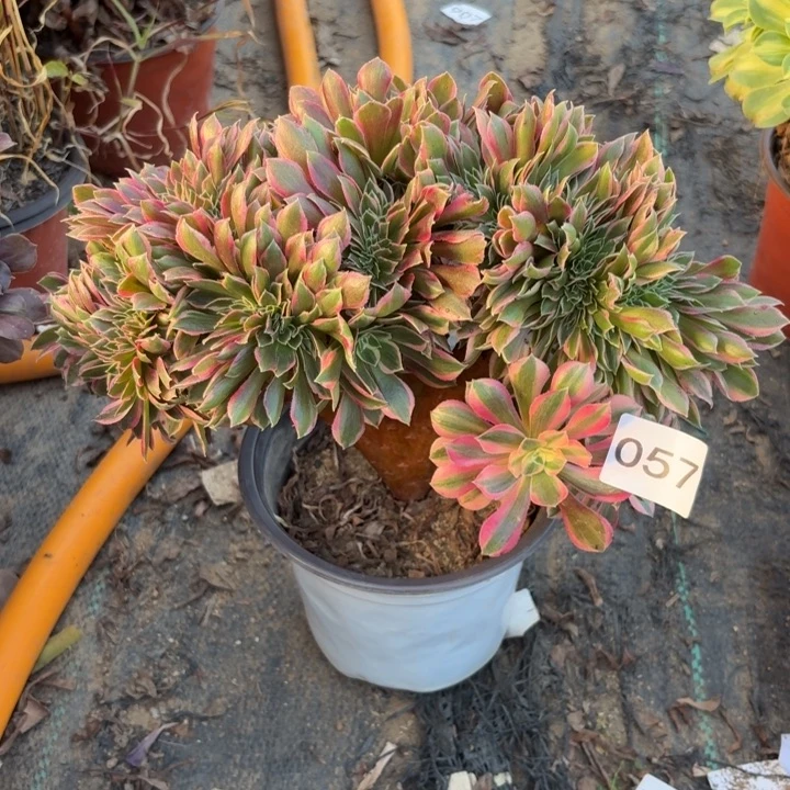 女神缀化多肉植物不包损057