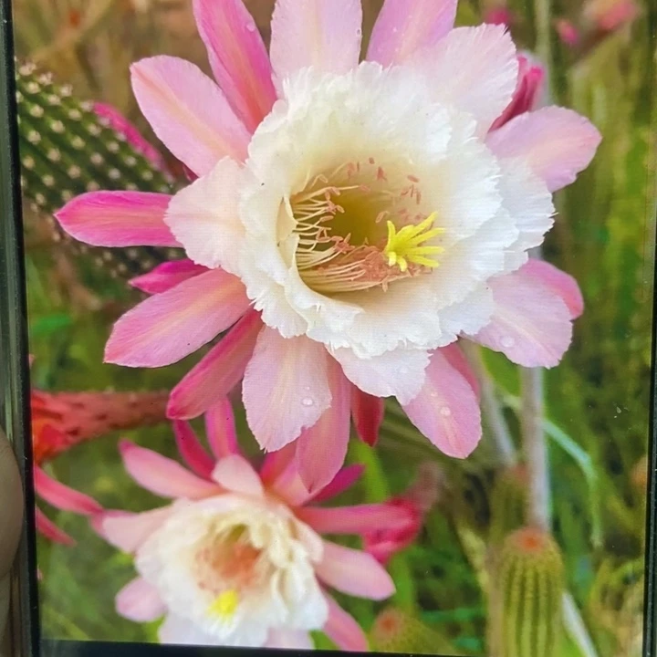 仙人球卡布奇诺金妞自根