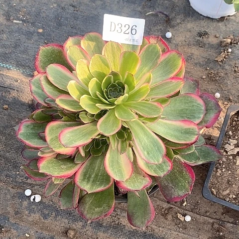 326粉花妖多肉法师锦