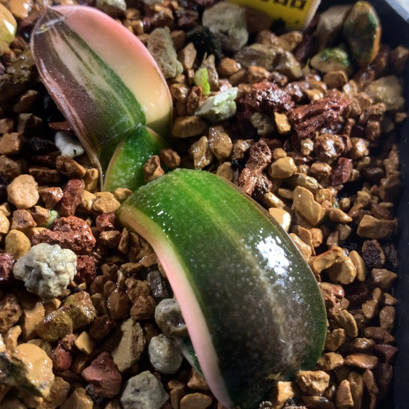【闪购商品】550蜗牛