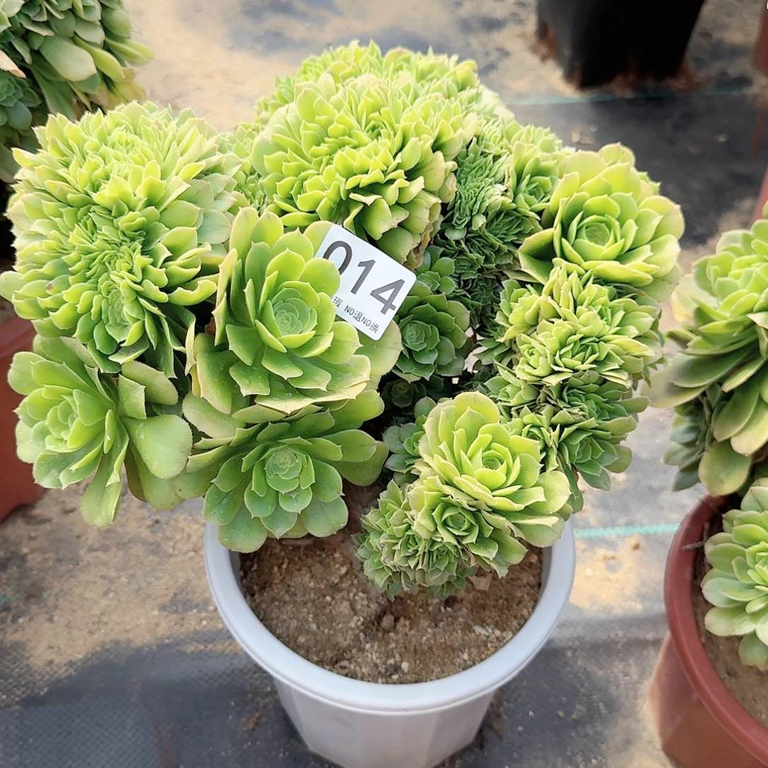 014绿缀朵朵一颗有飘枝伤