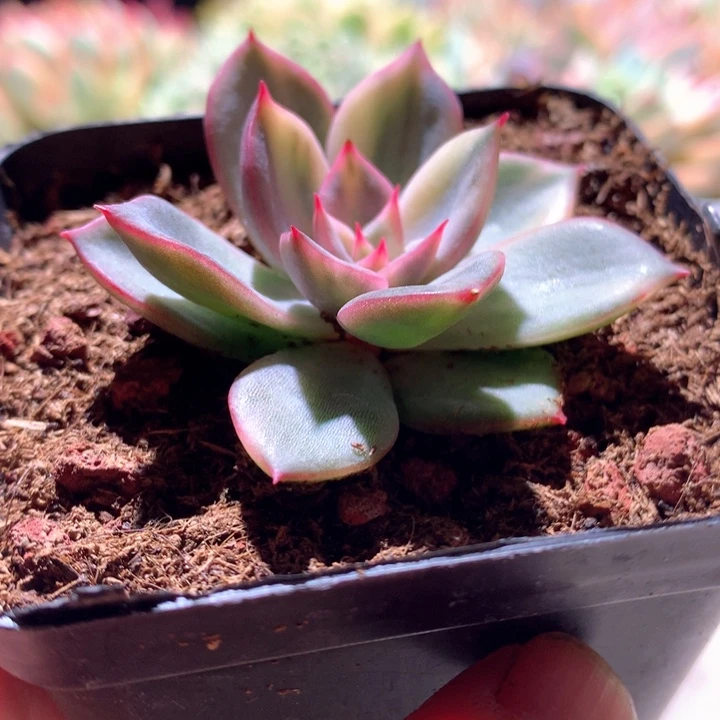 粉色特斯拉拉丝锦