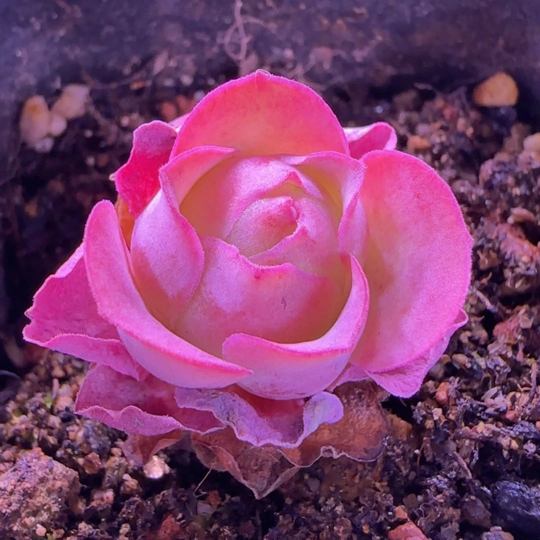 琼台山地玫瑰苗福利906