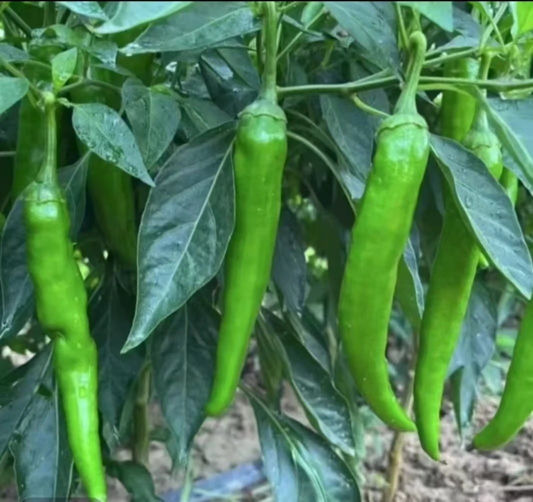 河南土辣椒现摘现发新鲜牛角椒应季新鲜蔬菜香辣羊角椒皮薄肉厚