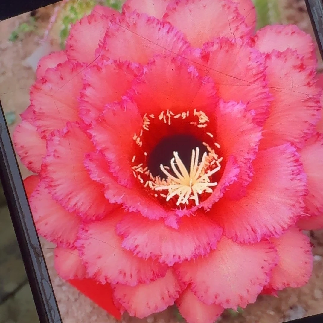 克斯丁侧芽5公分毛花柱