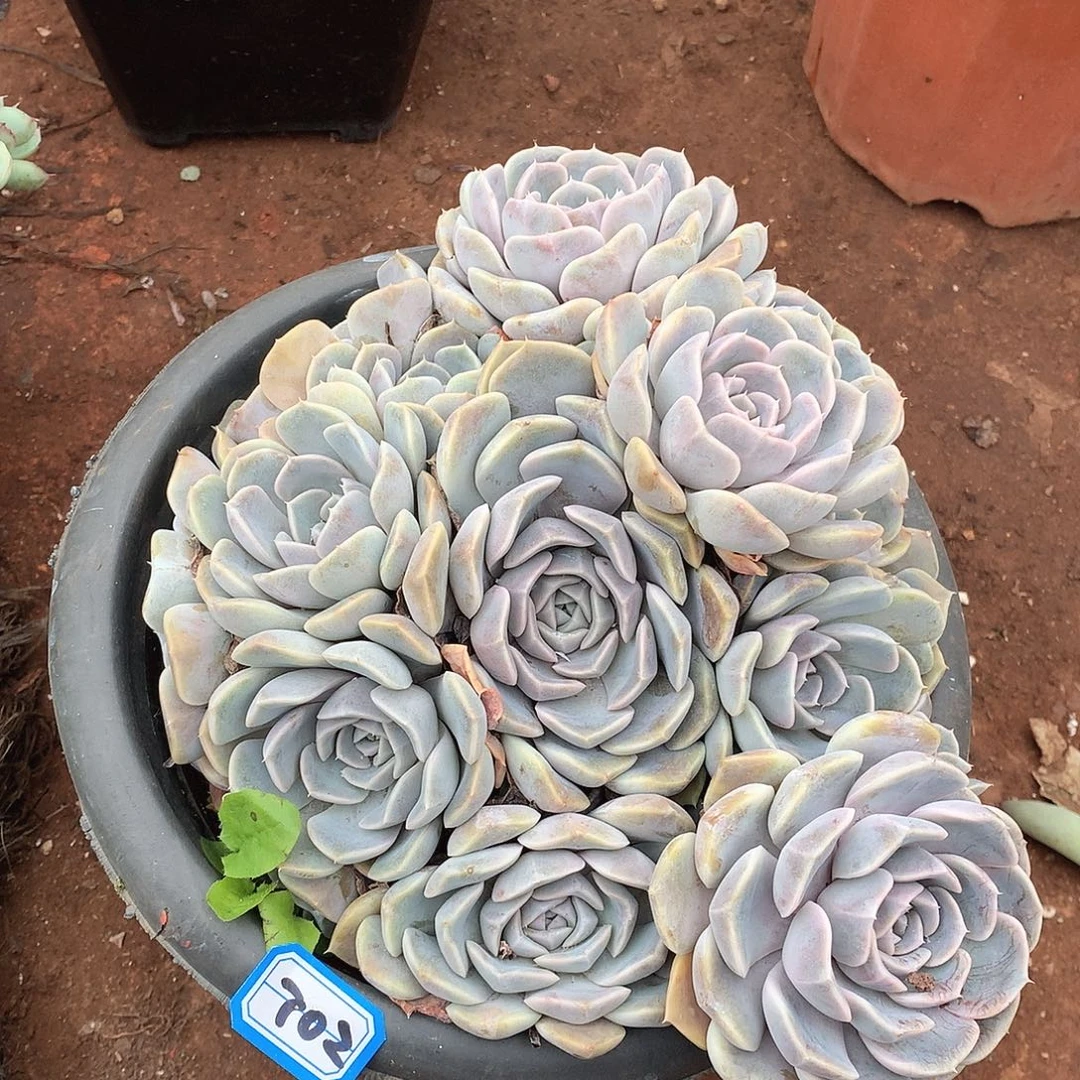 702汉堡一物一拍多肉