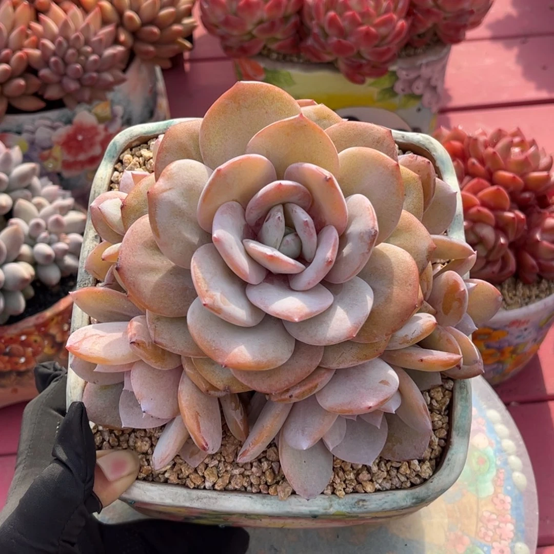 奶茶捧花一物一拍