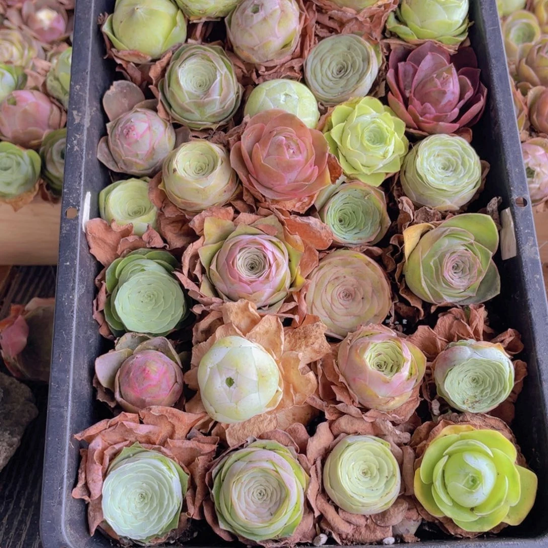 保底三十颗量拍88888