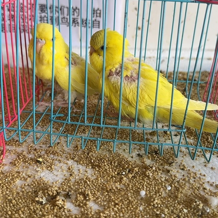 虎皮鹦鹉大头在线