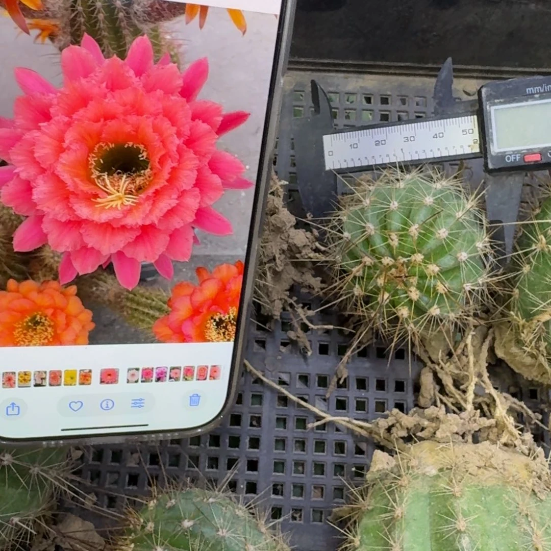 227毛牛牛根脱土发货斑5公分左右，20包邮