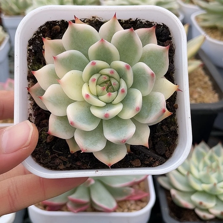 吉娃娃锦一物一拍锦龙